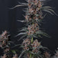 Mango Cherry Runtz Auto | Fast Buds