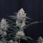 Guava Sundae Auto | Fast Buds