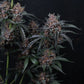 Mango Cherry Runtz Auto | Fast Buds