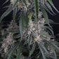 GMO Auto | Fast Buds