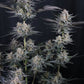 Mendo Guava Auto | Fast Buds