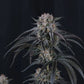 Mango Frost Auto | Fast Buds