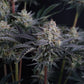 Mendo Frost Auto | Fast Buds