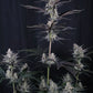 Mendo Guava Auto | Fast Buds
