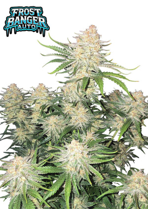 Frostbanger Auto | Fast Buds