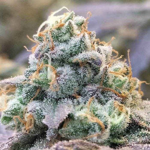 Zlurpi | Grounded Genetics