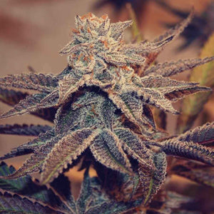 Iced Peach | Perfect Tree