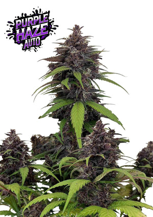Purple Haze Auto | Fast Buds