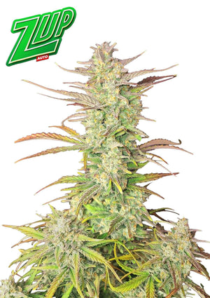 Z-Up Auto | Fast Buds