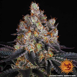 Gelato | Barneys Farm