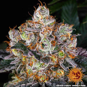 Gelato | Barneys Farm