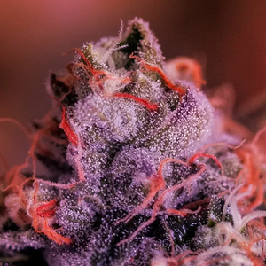 Gordo Master Kush | Positronics Seeds