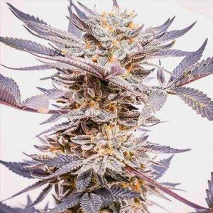 Grand Daddy Purp (Regulär)