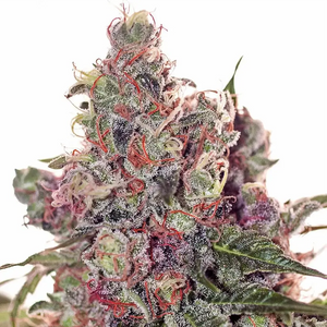 Grapefruit | Positronics Seeds
