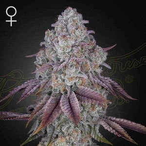 Persian Pie | Green House Seeds