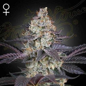 Ztrawberry | Green House Seeds
