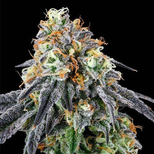 Nose Candi | Grounded Genetics