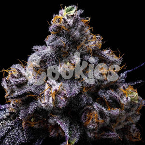 Hollywood | Cookies Seeds
