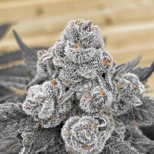 Strawberry Gummys | Grounded Genetics