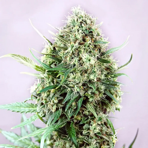 Jack Diesel | Positronics Seeds