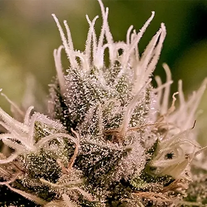 Jack Diesel Auto | Positronics Seeds