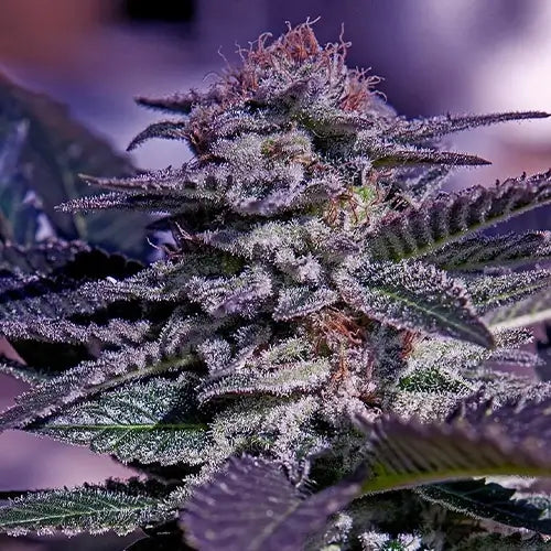 Kush Auto | Positronics Seeds