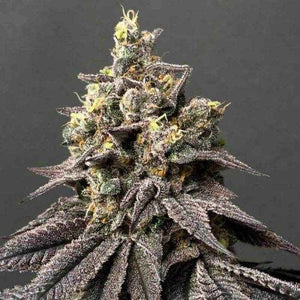 Peach Clouds | Perfect Tree