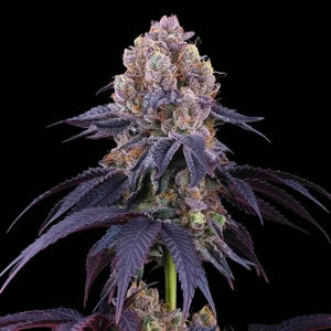 Fat Bomb | Perfect Tree