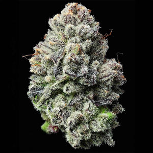 Lemon Cherry Gelato | Barneys Farm
