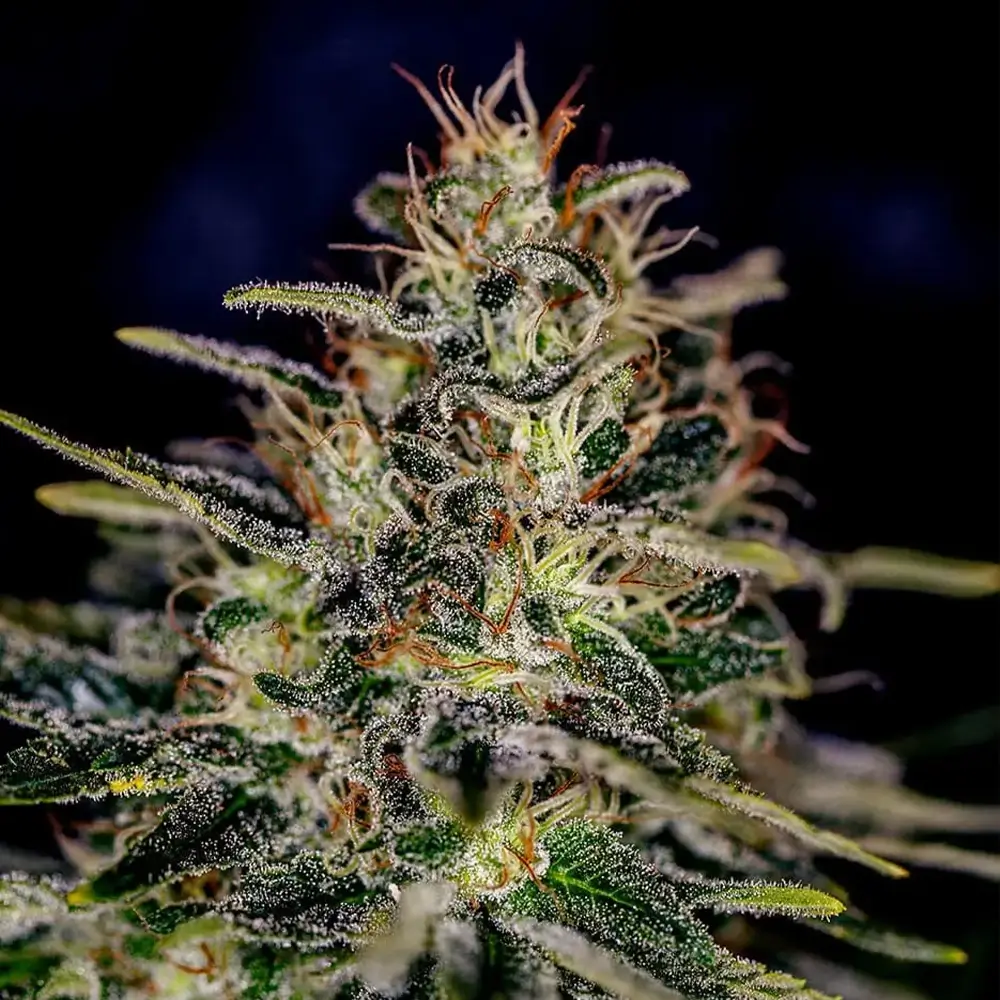 Lemon Trip | Positronics Seeds