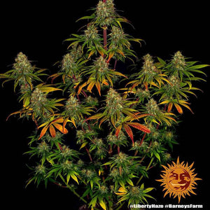 Liberty Haze | Barneys Farm