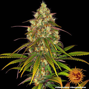 Liberty Haze | Barneys Farm