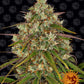 Liberty Haze