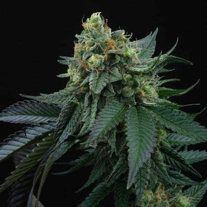 Lime Ozz | Perfect Tree