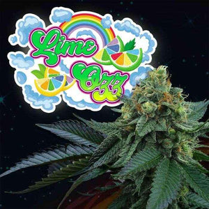 Lime Ozz | Perfect Tree
