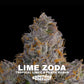 Lime Zoda | Grounded Genetics