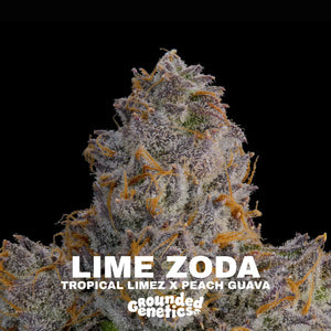 Lime Zoda | Grounded Genetics