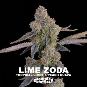 Lime Zoda | Grounded Genetics