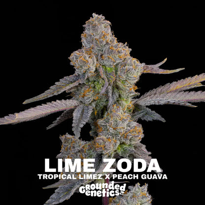 Lime Zoda | Grounded Genetics