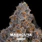 Maracuya | Grounded Genetics