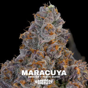 Maracuya | Grounded Genetics