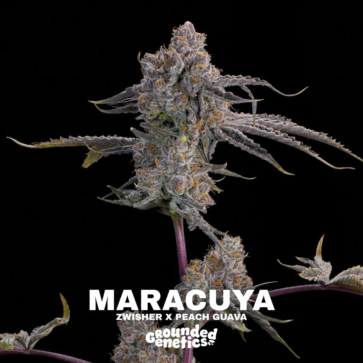 Maracuya | Grounded Genetics