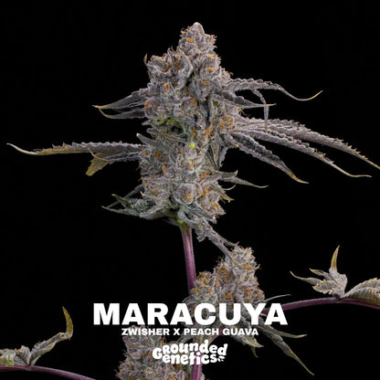 Maracuya | Grounded Genetics