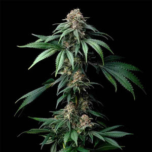 Mendo Breath | Barneys Farm
