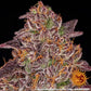 Mimosa x Orange Punch Auto