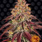 Mimosa x Orange Punch Auto