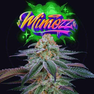Mimozz | Perfect Tree