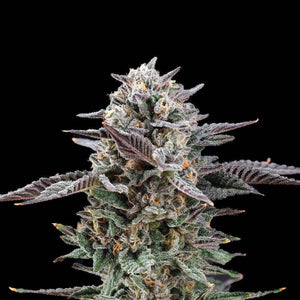 Mirage | Nine Weeks Harvest