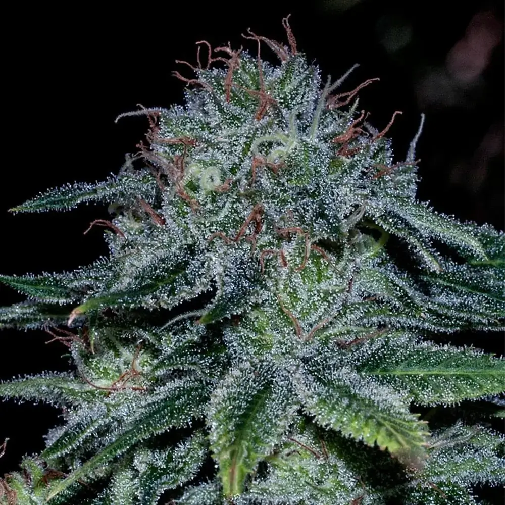 Mystic Cookie | Positronics Seeds