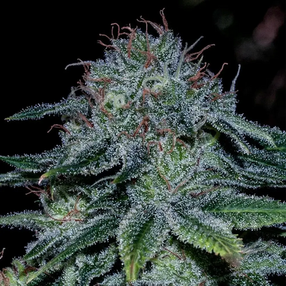 Mystic Cookie | Positronics Seeds